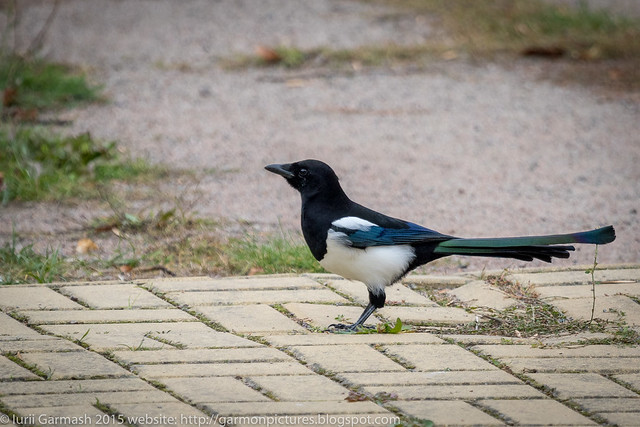 Eurasian Magpie jumps on the road nearby.