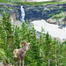 Bighorn Sheep at Glacier - 2nd Place Image from Last Conference - Al Perry