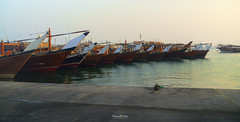 Traditional dhow fishing boats in harbor, Al Wakra