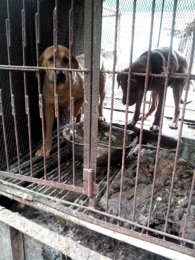 "Hell Hole" Dog farm/slaughterhouse in Yongdang-dong, Yangsan, South Korea.
