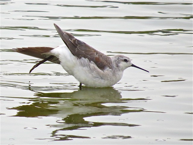 Wilson's Phalarope at El Paso Sewage Treatment Center in Woodford County, IL 02