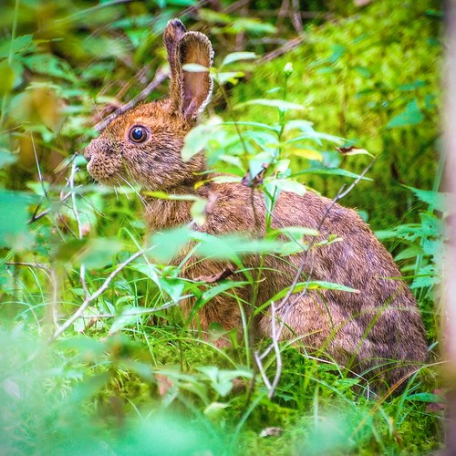 ca summer canada rabbit nature animal forest quebec wildlife northamerica noon wildrabbit parcfrontenac stdaniel saintdaniel stdanielsector