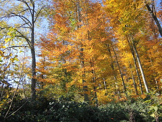 Autumn Walk over Schauenburg