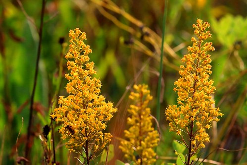 county flowers howard goldenrod reis iowa larry springs lime showy