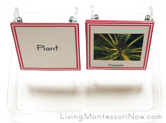 Plant and Animal Sorting Tray