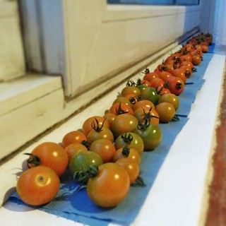 This is our tomato ripening station - and it's working!