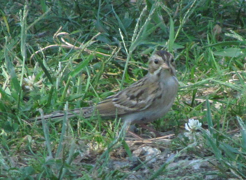 clay-colored sparrow (IMG_9467_crop)