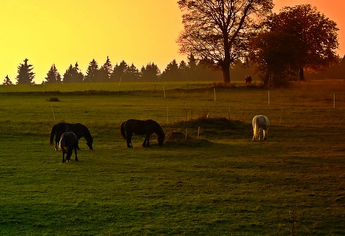 autumn sunset horses tiere sonnenuntergang herbst wiesen sunsets pferde sonnenuntergänge bäume autumnal heimat haustiere vogtland herbststimmung herbstlich autumnmood herrlich herbstimpressionen nutztiere herbstlandschaften herbststimmungen