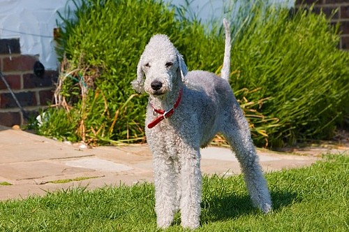 bedlington-terrier-164035_640