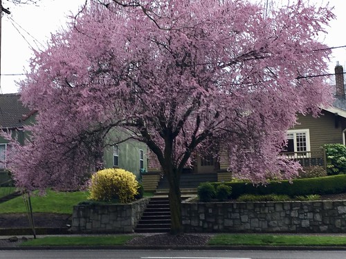 Portland, OR: Spring is here I