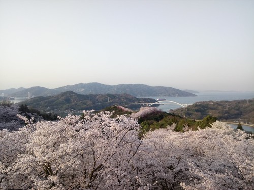 sunrise setouchi sea island sakura