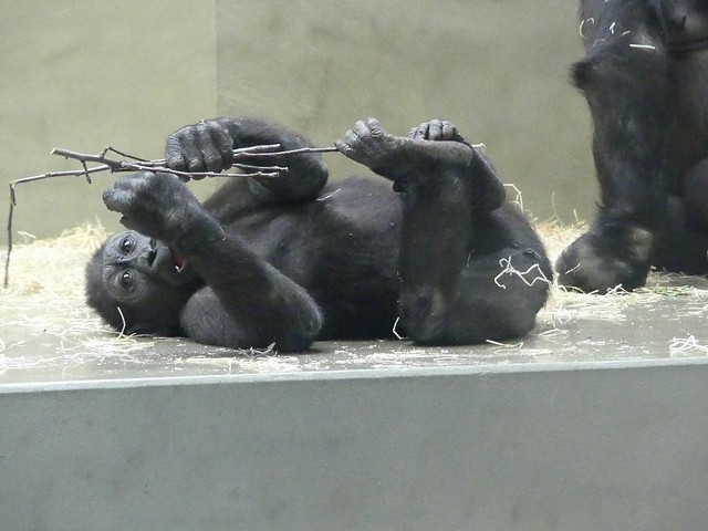 Gorilla Tonda, Wilhelma