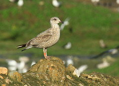 Goéland argenté - Larus argentatus - Herring Gull