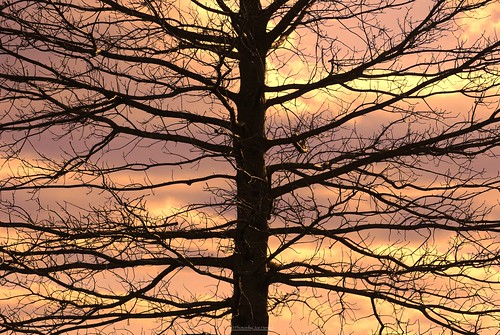 outreach tree treebranch treebranches silhouette silhouettes ephrata ephratapa pennsylvania clouds sky evening eveninglight eveningskies watchingthesunset sunset