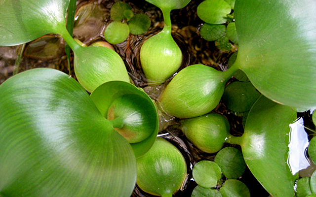 ホテイアオイ 布袋葵 ビオトープ 水生植物 浮草 Eichhornia crassipes