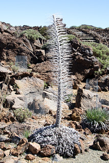 Tenerife bugloss Echium wildpretii skeleton