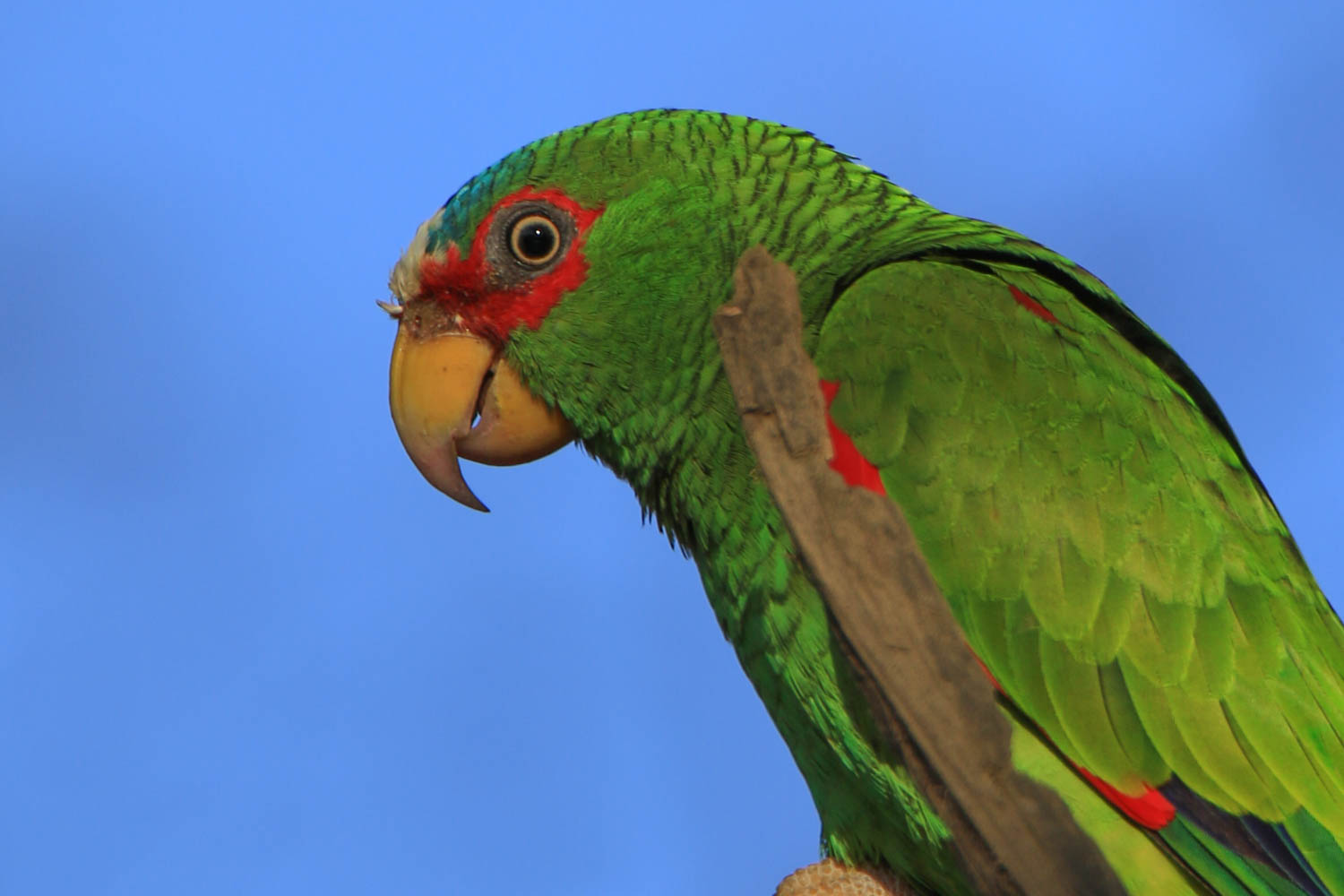 White-Fronted Parrot 3