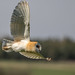 Norfolk Barn Owl