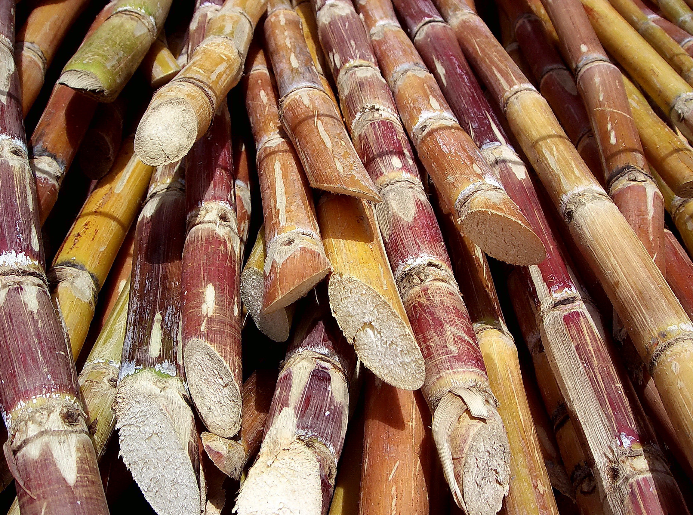 Cut Venezuelan sugar cane (Saccharum) harvested for processing. Photo taken on July 23, 2006.
