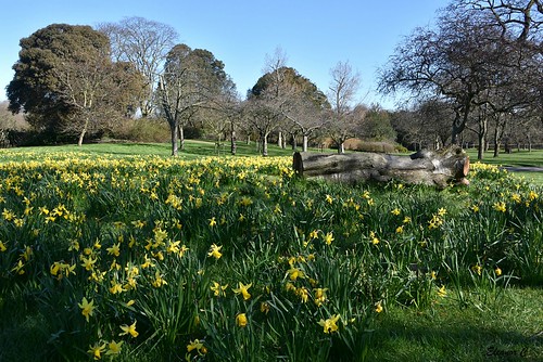 flowers daffodils treetrunk regentspark london nikond7200 march2018