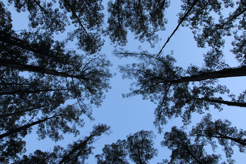 mountainash eucalyptusregnans theblackspur forest victoriaaustralia sky silhouettes