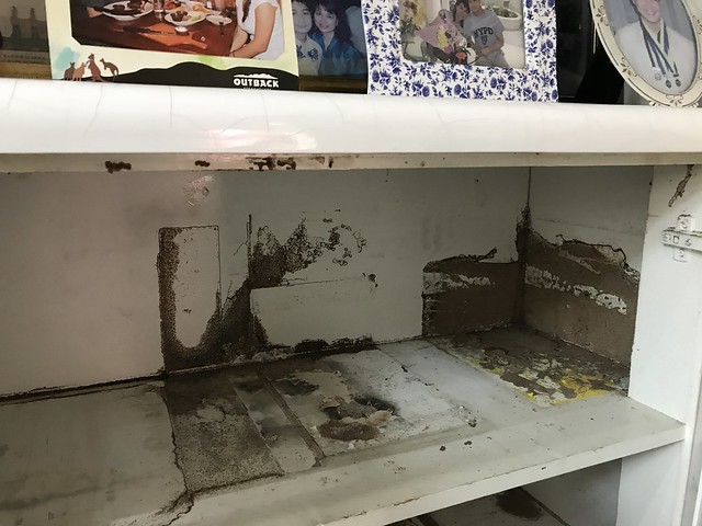cabinets with termite