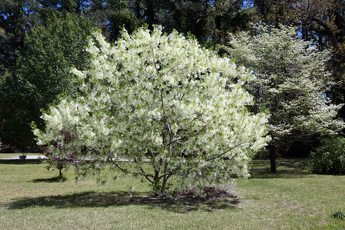 chionanthusvirginicus fringetree tree fairfieldharbour northcarolina panasonic