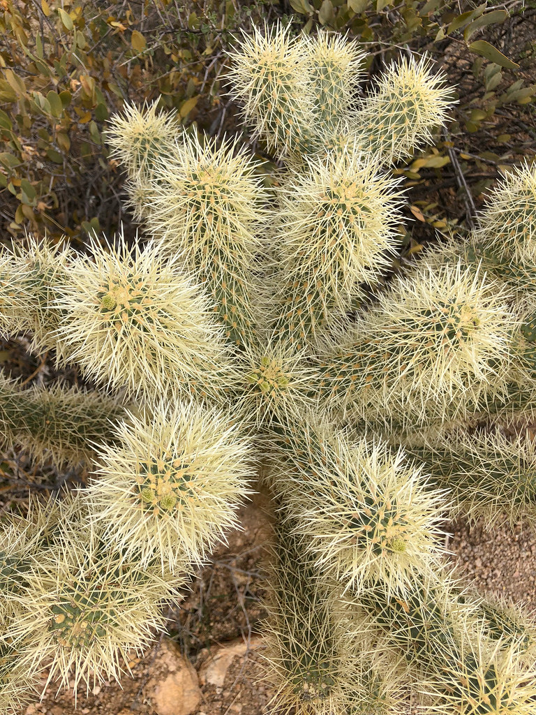 Cholla, a type of cactus, at the Pinnacle Peak Park in Scottsdale, Arizona
