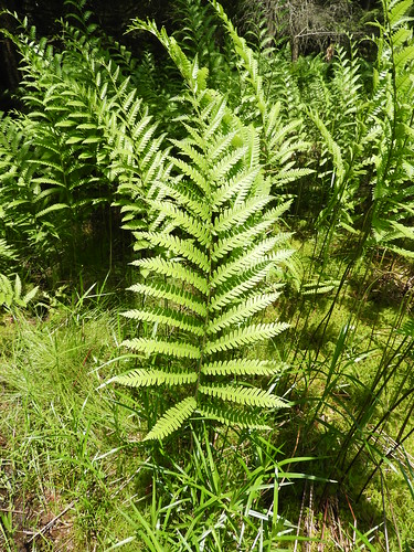 f17woo31 columbusbog warrencountypennsylvania peatlandsproject woodwardiavirginica virginiachainfern fern plant