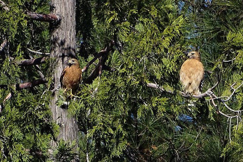 redshoulderedhawk buteo buteolineatus birdofprey hawk championminerd nevadacounty california rsha