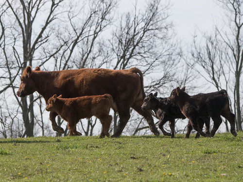 highschoolfarm arnett perdue tour cattle dairycattle milkcow rv