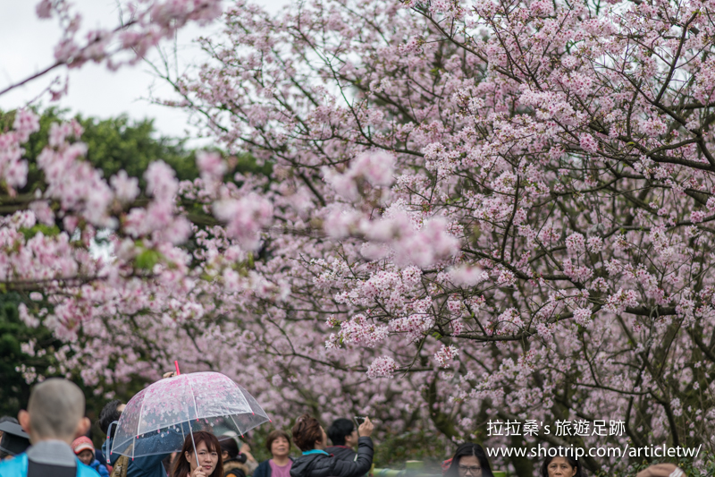 新北淡水天元宮，環繞天壇盛開的朵朵櫻花，綴成一片迷人的粉紅，一同走入其中，來場與吉野櫻的浪漫約會