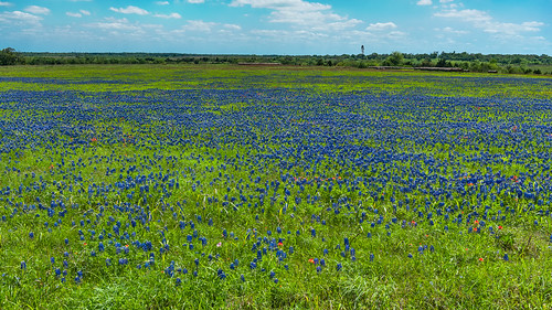 texas texaswildflowers wildflower bluebonnents houston brazosriver spring indianpaintbrushes meadows clouds pastures nikon d800e