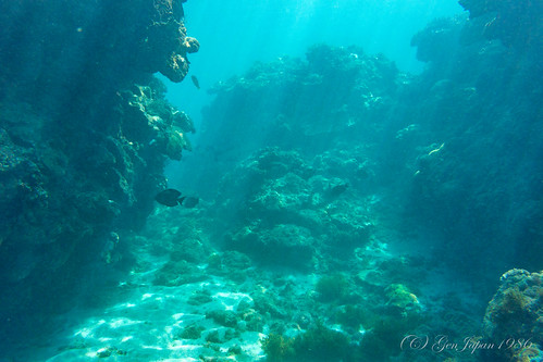 2018 ダイビング 太平洋 奄美大島 奄美市 旅行 海 離島 鹿児島県 日本 japan sea kagoshima travel island amamioshima underwater nikon1aw1