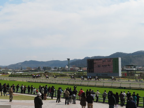 福島競馬場のレース風景