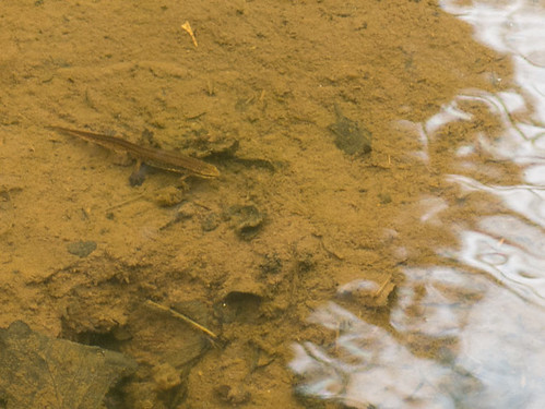 Salamander in the fishpound