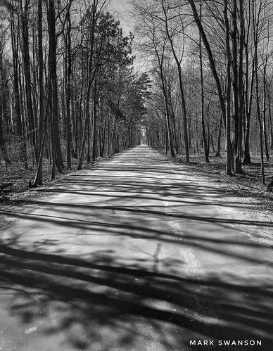 iphone iphoneography apple stevensville white black monochrome ansel texture landscape nature outdoor michigan winter sun shadow straight dirt road tree wood forest