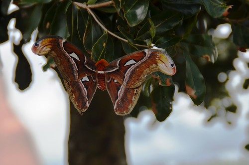 indonesia malabar butterflies