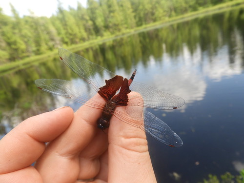 f17woo31 columbusbog warrencountypennsylvania peatlandsproject trameacarolina carolinasaddlebags dragonfly odonate insect