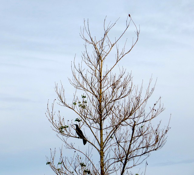 blackbird and hummingbird share a tree