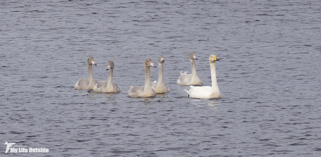 P1120814 - Whooper Swans, Isle of Mull
