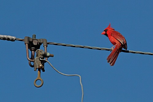 cardinaliscardinalis northerncardinal rotkardinal rødkardinal cardinalis northern cardinal rød kardinal