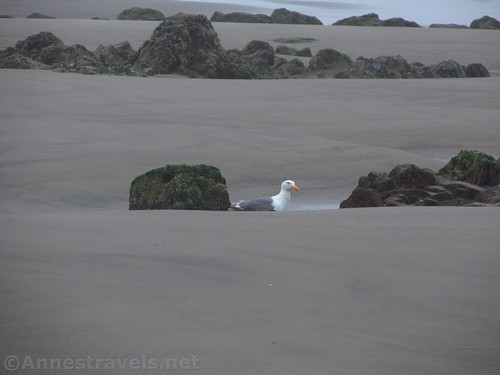 A sea gull seems to glare at me from a small dip in the sand on Arcadia Beach, Oregon