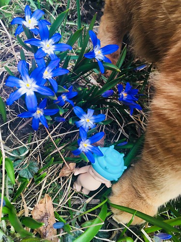 flowers, sweden, april 2018 -