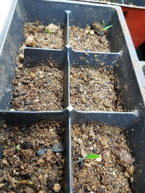 first_tomato_sprouts