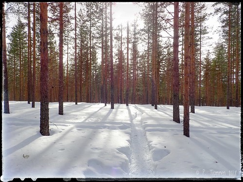 vuokatti kainuu trail polku lumi snow talvi winter metsä forrest pine mänty