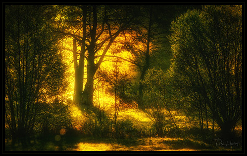 2018 nikon d5300 tamron tamronspaf150600mmf563vcusda011n morning sun forest sunrise dawn sonnenaufgang früh misty neblig stimmung mood yellow green wald outdoor