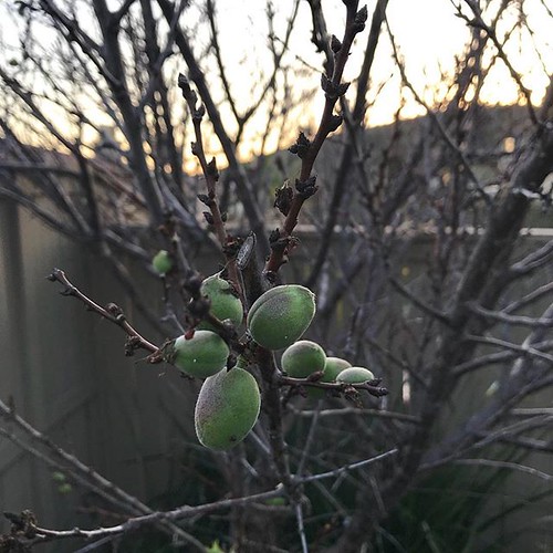 It's March and the apricot tree has fruit but not leaves. Why now, and what needs to change?