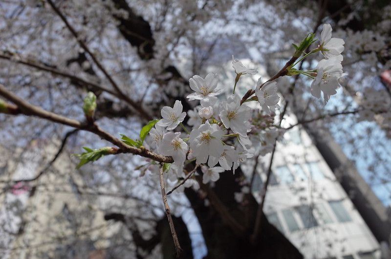 池袋西口公園の桜