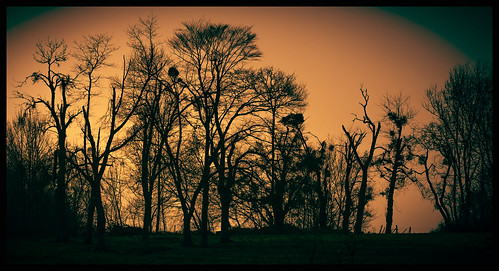rêve dream sombre ombre shadow arbres trees nature vivelanature soir night nuit silhouette